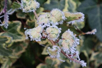 Strauchblätter mit Frost