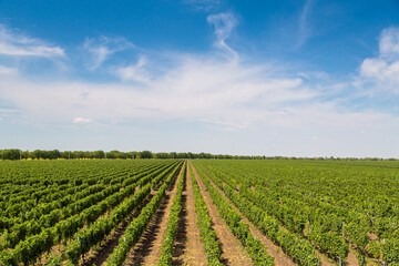 Fototapeta na wymiar Rows of green vines in a vineyard in rural Moldova