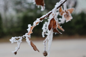 Zweig im Winter