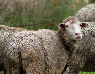 Naklejka premium Sheep that calls you close