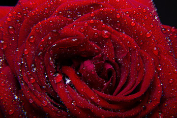 dew on rose