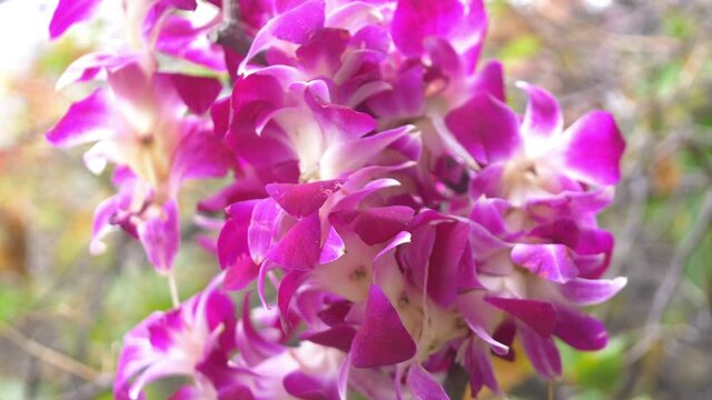 Hawaiian lei in the garden in 4k slow motion 60fps