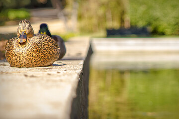 el pato descansa