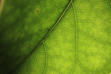 Obraz na płótnie Canvas green leaf macro