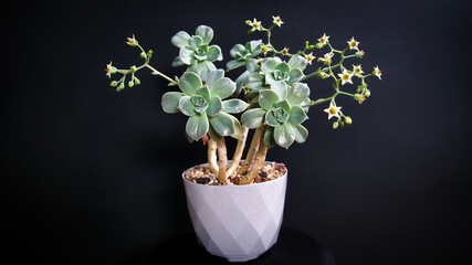 Beautiful mother of pearl succulent flowers with black background.