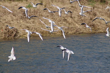 Obraz premium flock of seagulls