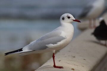 Obraz premium seagull on the beach