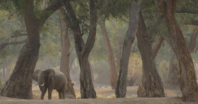 Elephant feeding tree branch. Elephant at Mana Pools NP, Zimbabwe in Africa. Big animal in the old forest. evening light, sun set. Magic wildlife scene in nature. 