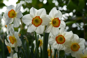 Obraz premium Close up image of a pretty white daffodils flowers. White daffodils with stems and leaves in bunch against background with bokeh