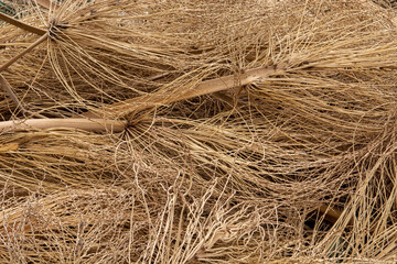 dry leaves and inflorescences of a date palm