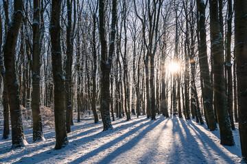 Winter in Pollok Country Park, Glasgow, Scotland, with the sun shining through the trees in local woodlands.
