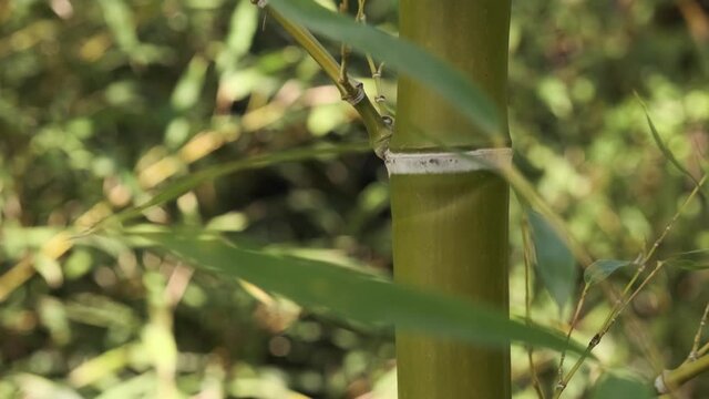 bamboo plants in the wind