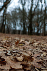 Wet road in the forest on rainy day with leaves on the ground