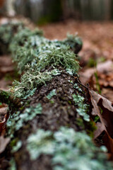 Wet road in the forest on rainy day with leaves on the ground