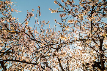 Amendros in bloom at dawn in late winter in Spain