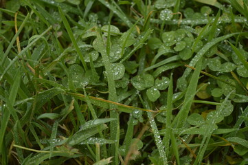 grass with dew drops