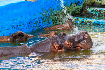 Common hippopotamus (Hippopotamus amphibius) or hippo in water