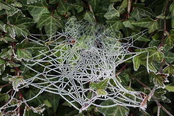 Spinnennetz auf Bl&auml;tter im Winter