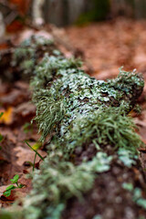 Wet road in the forest on rainy day with leaves on the ground