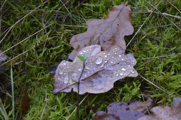autumn leaves on a grass