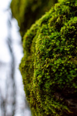 Wet road in the forest on rainy day with leaves on the ground