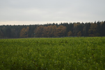 field and forest