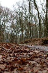 Wet road in the forest on rainy day with leaves on the ground