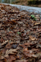 Wet road in the forest on rainy day with leaves on the ground