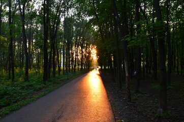 evening walks in the fresh air in the forest