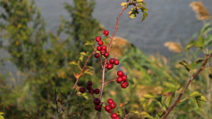 Branch with wild rose on a beautiful blurred background in autumn