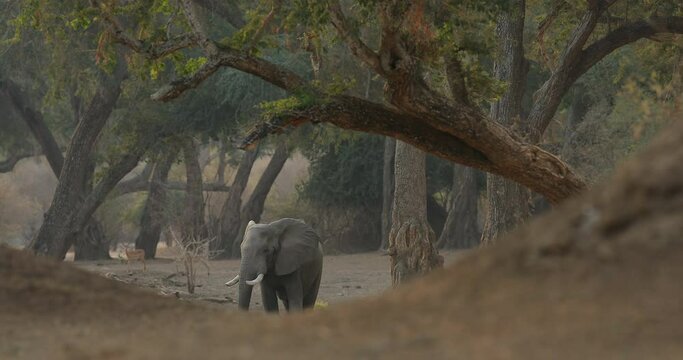 Elephant feeding tree branch. Elephant at Mana Pools NP, Zimbabwe in Africa. Big animal in the old forest. evening light, sun set. Magic wildlife scene in nature. 