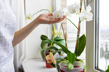 woman gardener  taking care of indoor plants, exotic flowers on the windowsill, white orchid, phalaenopsis. Home gardening. Greenery at cozy house.