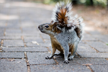 Closeup de una ardilla siendo alimentada en el parque