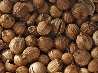 Background from coriander seasoning close-up.