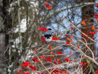Bird Eurasian bullfinch sitting on branches of guelder rose and eating red fruits in winter