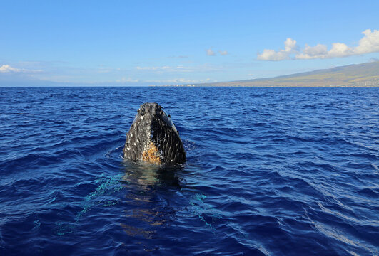 Maui And Whales Head - Humpback Whale, Maui, Hawaii