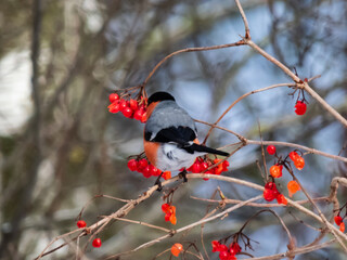 Bird Eurasian bullfinch sitting on branches of guelder rose and eating red fruits in winter