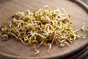 Fresh fenugreek sprouts on a wooden table
