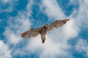 Flying bird in a blue sky 