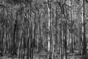 Afternoon sunlight filters through a grove of eucalyptus trees near Daylesford, Victoria, Australia.