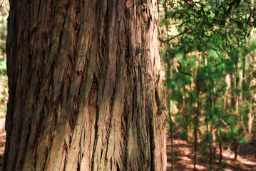 Shadow and light on a tree trunk in the forest, near Daylesford, Victoria, Australia