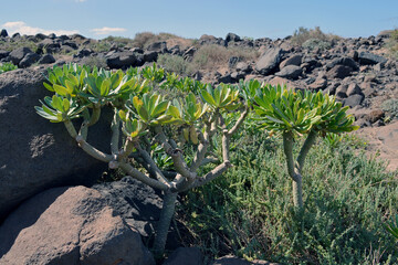a small tree in the dessert