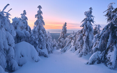 Winterwald am Abend