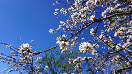 Branches of almond tree with blossoms on a blue sky background. White and pink spring flowers, almond in bloom in Tenerife, Canary Islands, Spain.                             