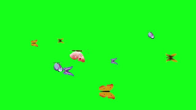 Group of butterflies fly on green screen chroma key, graphic source element, loop animation
