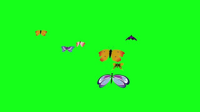 Group of butterflies fly on green screen chroma key, graphic source element, loop animation