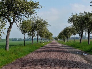 Alte Allee mit Streuobstbäumen und alter Kopfsteinpflasterstrasse