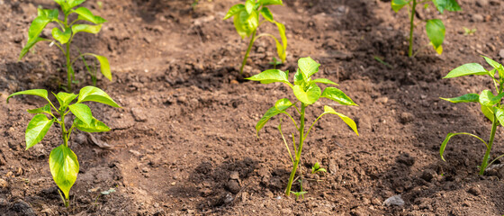 Beds with sprouts of bell pepper in a greenhouse