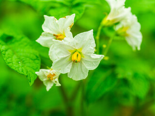 Obraz premium White flowers on the bushes of young potatoes close up