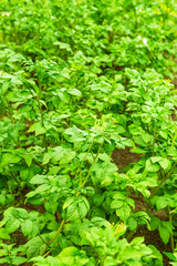 Obraz premium A garden bed with young potato bushes in a home garden